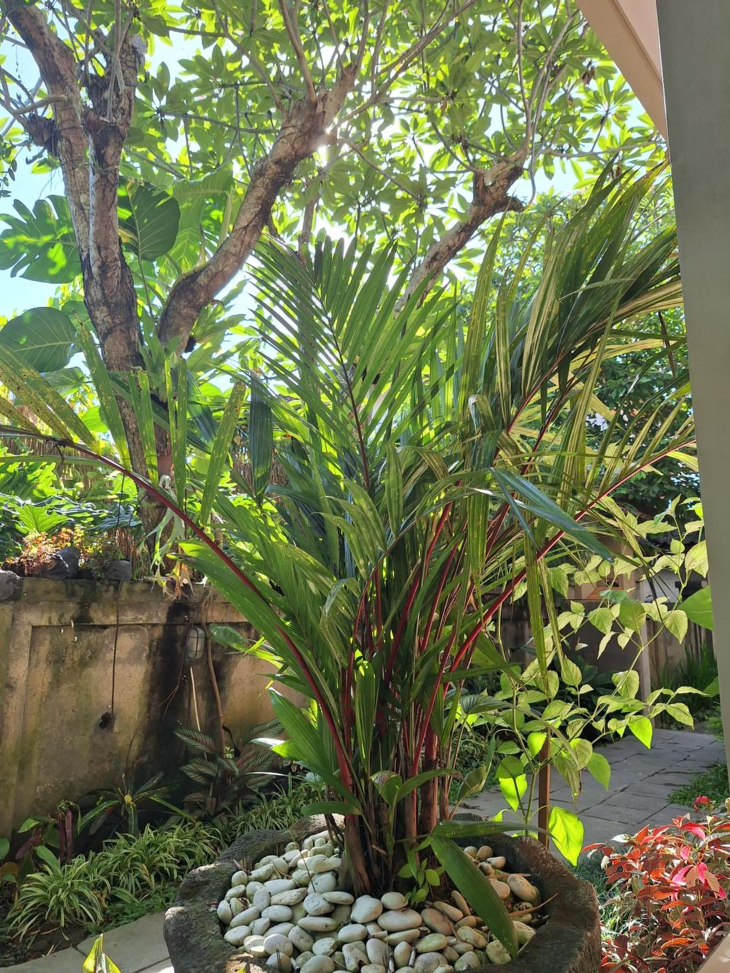 Kasapa Inn Ubud  Luaran gambar