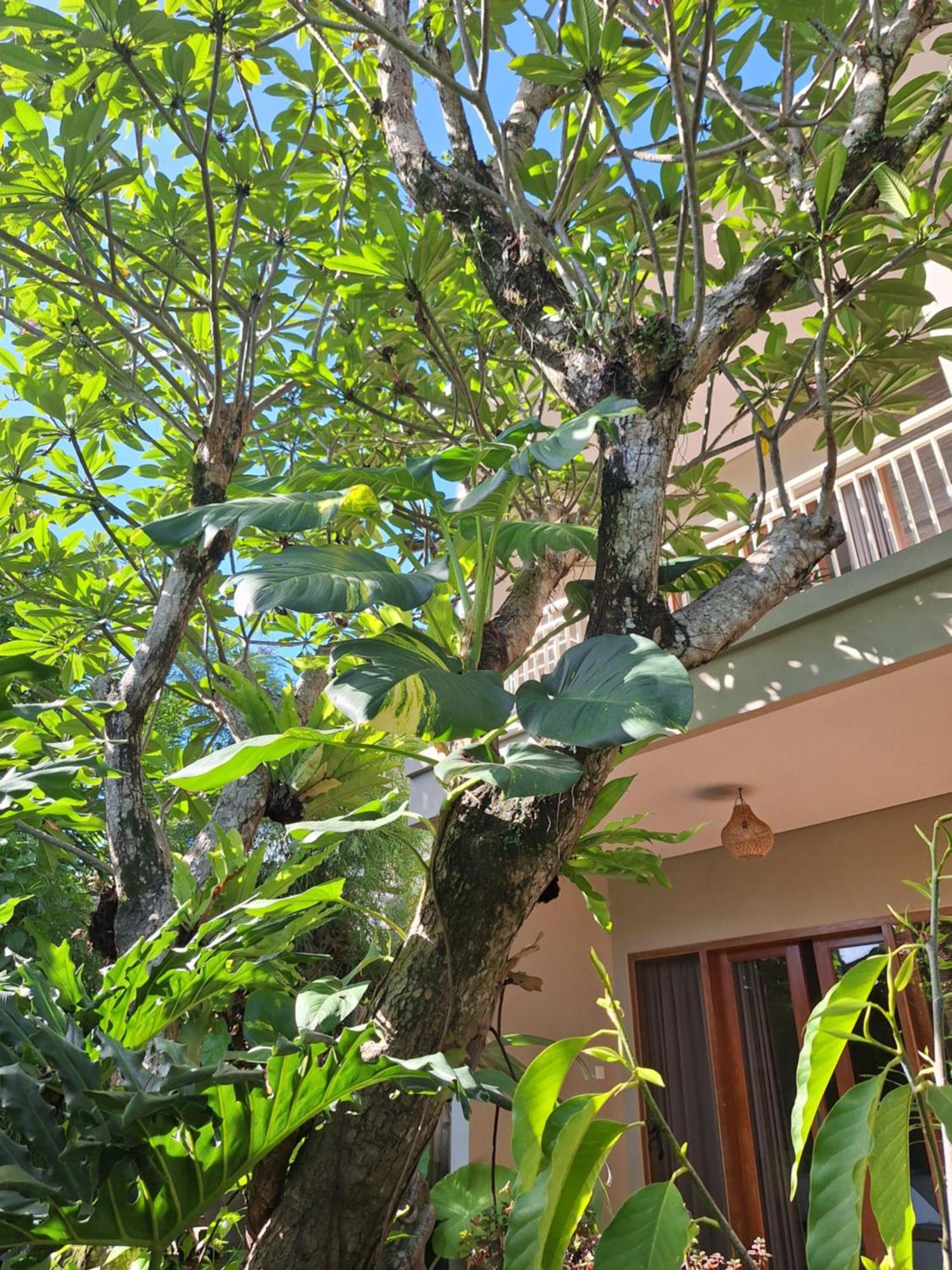 Kasapa Inn Ubud  Luaran gambar